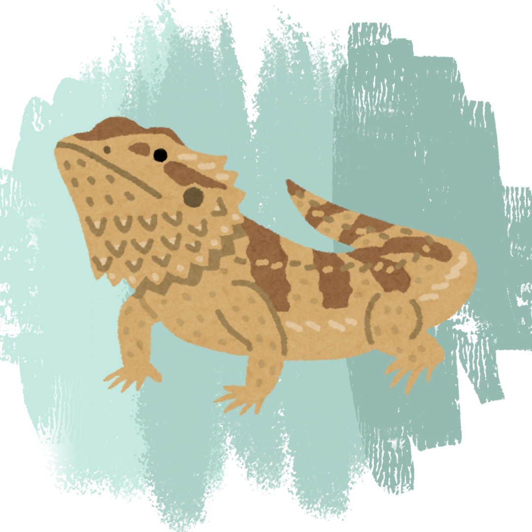 Image of a bearded dragon.