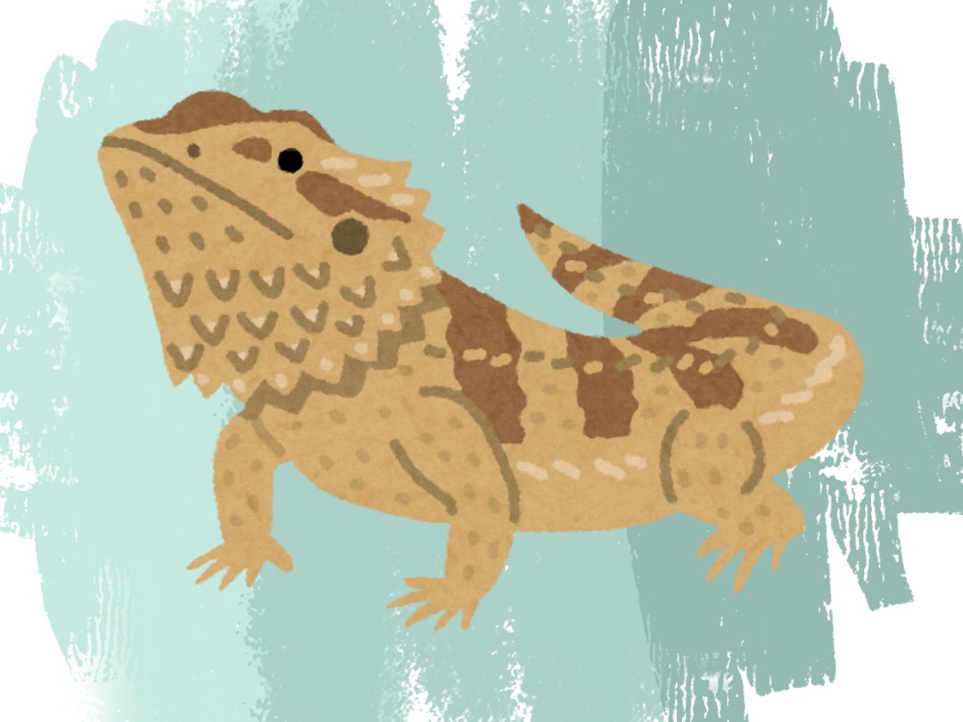 Image of a bearded dragon.